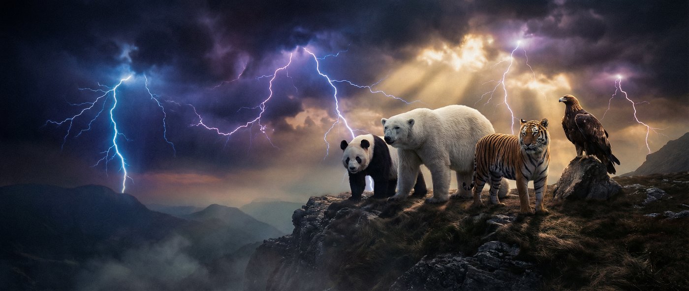 91动物写真视频社区